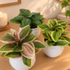 file_000000002b44820e965fb5198bf824e9 Planta artificial